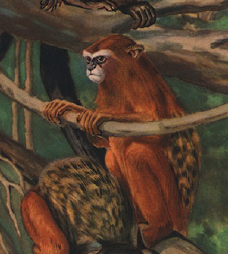 <span class="mw-page-title-main">Cruz Lima's saddle-back tamarin</span> Species of New World monkey