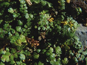 <i>Helosciadium bermejoi</i> Species of flowering plant