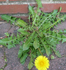 <span class="mw-page-title-main">Rosette (botany)</span> Botany term for a circular arrangement of leaves