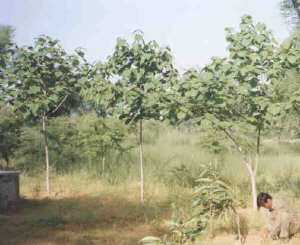 <i>Gmelina arborea</i> Species of flowering plant