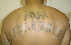 <span class="mw-page-title-main">MS-13</span> Transnational criminal gang