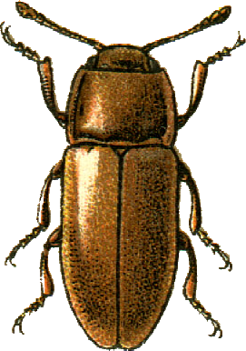 <span class="mw-page-title-main">Xenoscelinae</span> Subfamily of beetles