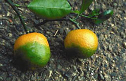 <span class="mw-page-title-main">Citrus greening disease</span> Bacterial disease of citrus, bug-borne