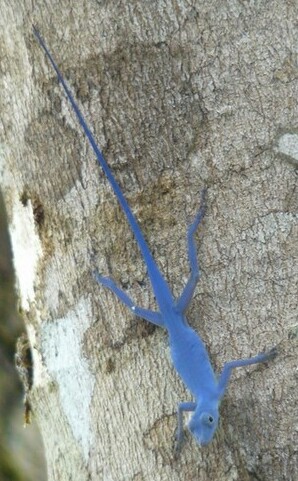 <span class="mw-page-title-main">Blue anole</span> Species of lizard