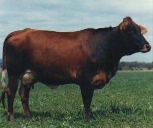 <span class="mw-page-title-main">Australian Friesian Sahiwal</span> Dairy cattle breed