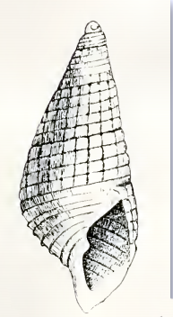 <i>Odostomia defolinia</i> Species of gastropod