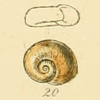 <i>Gyraulus laevis</i> species of mollusc