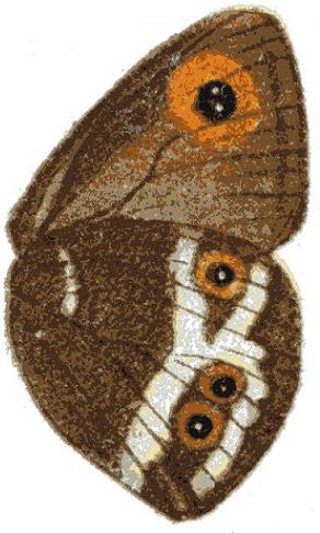 <i>Strabena nepos</i> Species of butterfly