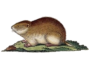 <span class="mw-page-title-main">West Siberian lemming</span> Species of rodent