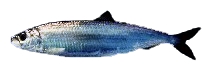 <span class="mw-page-title-main">Clupeiformes</span> Order of fishes