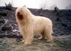 <span class="mw-page-title-main">South Russian Ovcharka</span> Dog breed