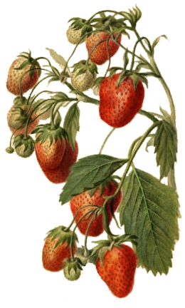 <span class="mw-page-title-main">Breeding of strawberries</span> Artificial selection of Fragaria