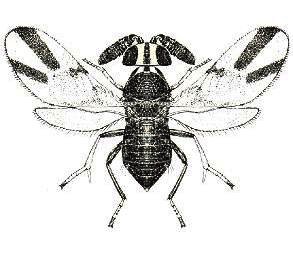 <i>Comperiella bifasciata</i> Species of wasp