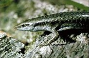 <i>Emoia slevini</i> Species of lizard