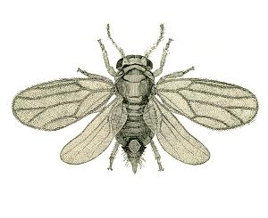 <span class="mw-page-title-main">Liviidae</span> Family of true bugs