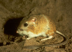 <span class="mw-page-title-main">Ord's kangaroo rat</span> Species of rodent