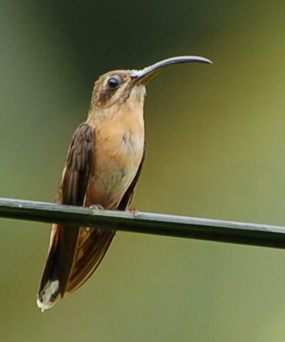 <span class="mw-page-title-main">Bronzy hermit</span> Species of hummingbird