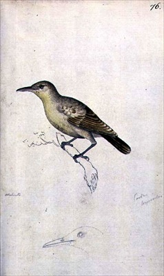 <span class="mw-page-title-main">Moorea reed warbler</span> Species of songbird