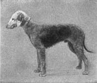 Fotografi av en bedlingtonterrier från 1911.