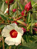 Hibiscus sabdariffa