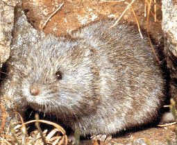 <span class="mw-page-title-main">European snow vole</span> Species of mammal