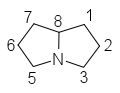 pyrrolizidine