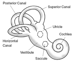 <span class="mw-page-title-main">Ménière's disease</span> Disorder of the inner ear