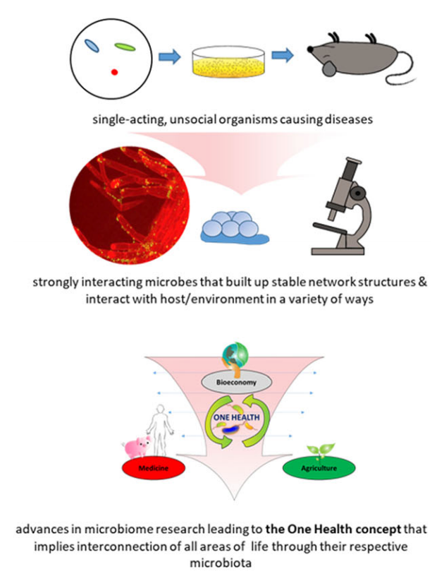 Shift of paradigm from microbes as unsocial organisms causing diseases to a holistic view of microorganisms as the centre of the One Health Concept interconnecting all areas of human lives.[1]