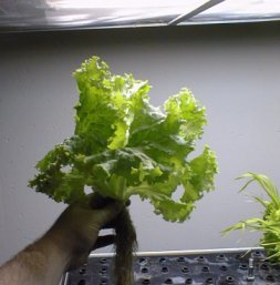 <span class="mw-page-title-main">Aeroponics</span> Mist-based plant growing process