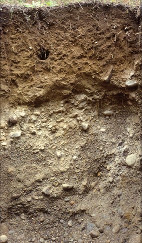 <span class="mw-page-title-main">Inceptisol</span> Young, poorly developed soils