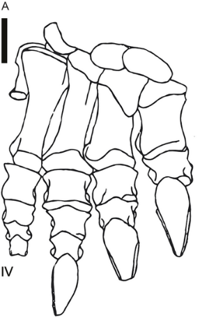 <i>Blikanasaurus</i> Extinct genus of dinosaur from the late Triassic of South Africa