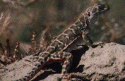 <i>Gambelia sila</i> Species of lizard