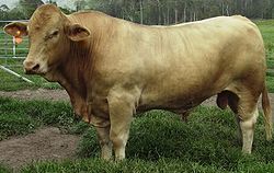 <span class="mw-page-title-main">Australian Charbray</span> Breed of cattle