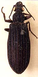 <i>Omma</i> Genus of beetles