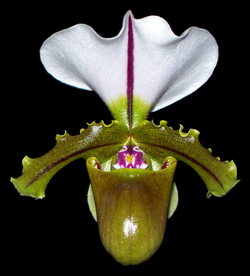 <i>Paphiopedilum spicerianum</i> Species of orchid