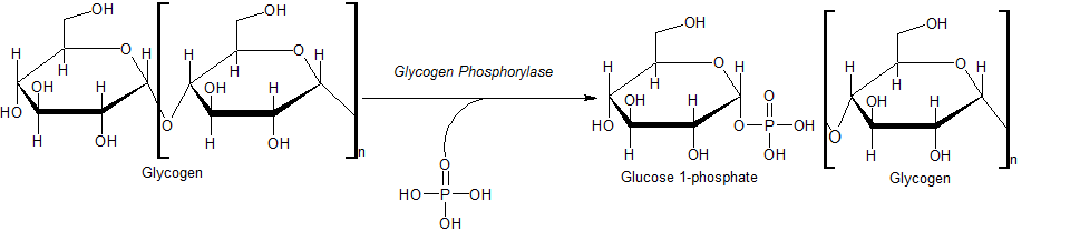 Action of Glycogen Phosphorylase on Glycogen