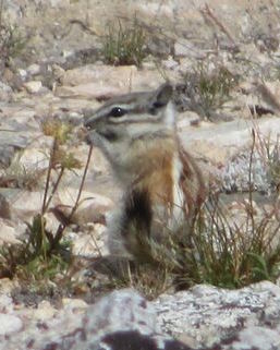 <span class="mw-page-title-main">Alpine chipmunk</span> Species of rodent