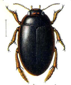 <i>Agabus</i> (beetle) Genus of beetles