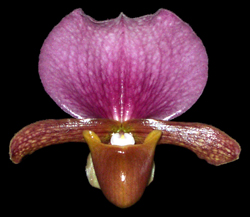 <i>Paphiopedilum charlesworthii</i> Species of orchid