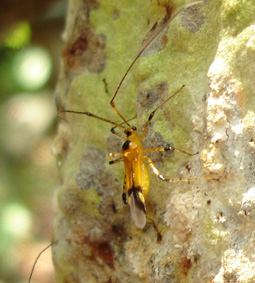 <i>Helopeltis antonii</i> Species of true bug