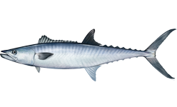 <span class="mw-page-title-main">King mackerel</span> Species of fish