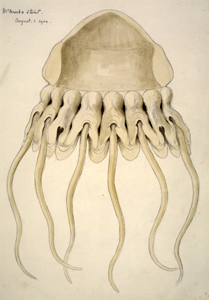 <span class="mw-page-title-main">Helmet jellyfish</span> Species of jellyfish