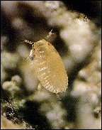 <i>Cryptococcus fagisuga</i> Species of true bug