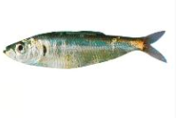 <span class="mw-page-title-main">New Zealand blueback sprat</span> Species of fish