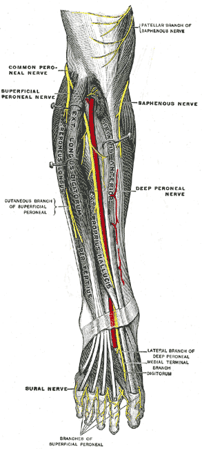 <span class="mw-page-title-main">Superficial fibular nerve</span> Nerve in the human leg and foot