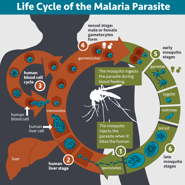 File Life Cycle Of The Malaria Parasite 20771605491 Wikimedia