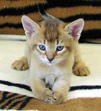 Very young Chausie kitten. Eye and coat color not yet fully developed.