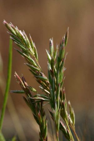 <i>Schismus</i> Genus of grasses