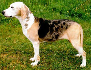 <span class="mw-page-title-main">Dunker</span> Dog breed