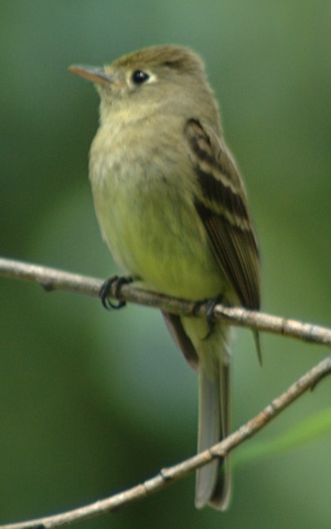 <span class="mw-page-title-main">Cordilleran flycatcher</span> Species of bird